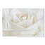 «Pure White Rose», reproduction de photo encadrée-31106338-35748193-50509882