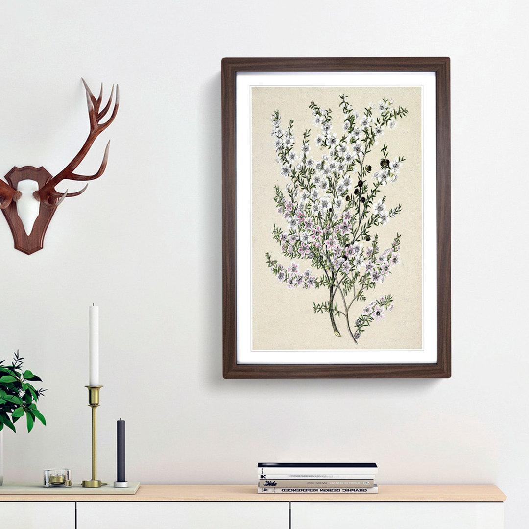 Manuka Flowers by Sarah Featon - Framed Print