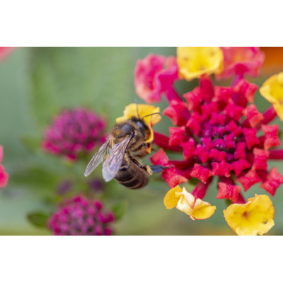 Vuto " Lantana Camara Flower "
