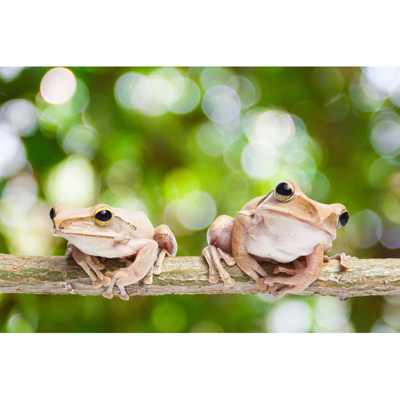 Frog by Techin24 - Wrapped Canvas Print, 30Cm H x 46Cm W