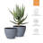 Nova Planter-2010188130
