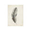 Charcoal Feathers III Print by Beverly Fuller-26941275-26941280