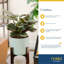 Calathea in Décor Planter