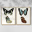 Papillons bleus antiques I - impression encadrée de qualité supérieure - prête à être accrochée - aucun clou requis - aucun clou requis-89008964-89008966