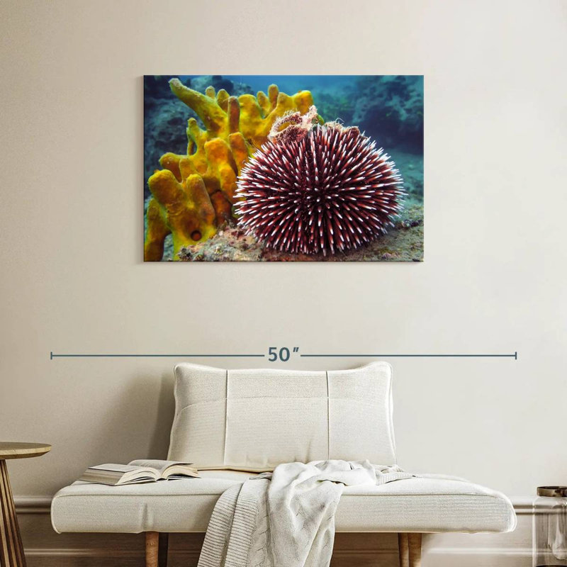 Sea Urchin, H 24 po x l 36 po