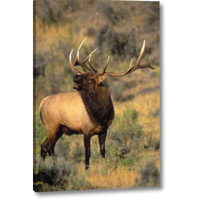 Millwood Pines 'WY, Yellowstone Elk Bugling During Mating Season' Photographic Print on Wrapped Canvas