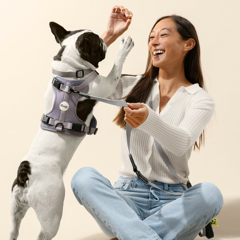 Laisse ajustable mains libres et collier 6-en-1 avec lampe DEL Luna 8 pi, Gris / Noir, Medium