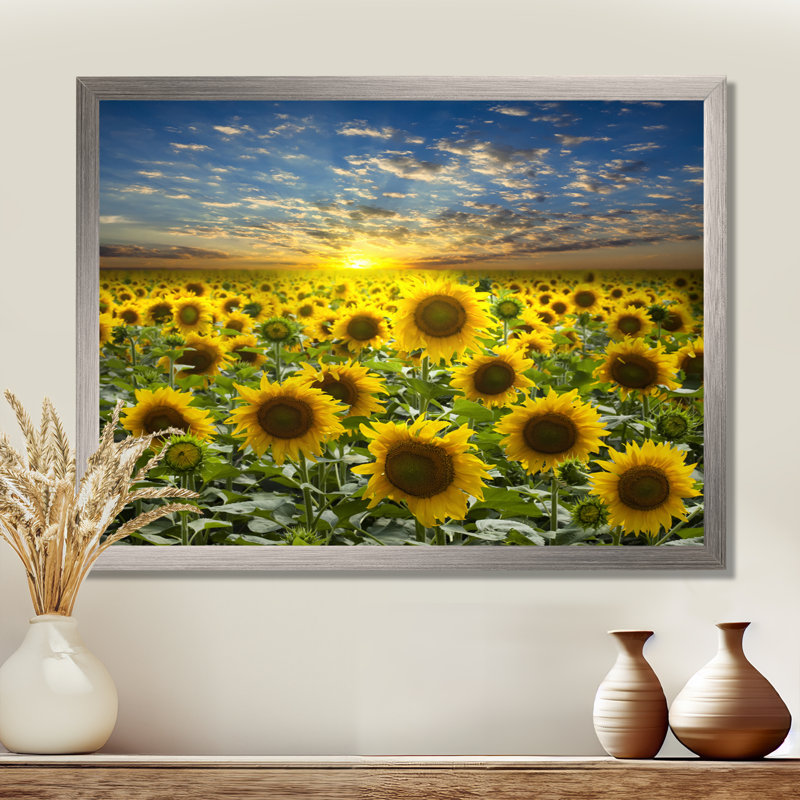 Field of Blooming Sunflowers' Photograph, 34" H x 44" W, Floater Framed, White