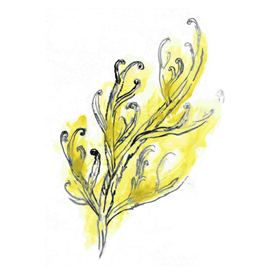 Citron algue de mer III
