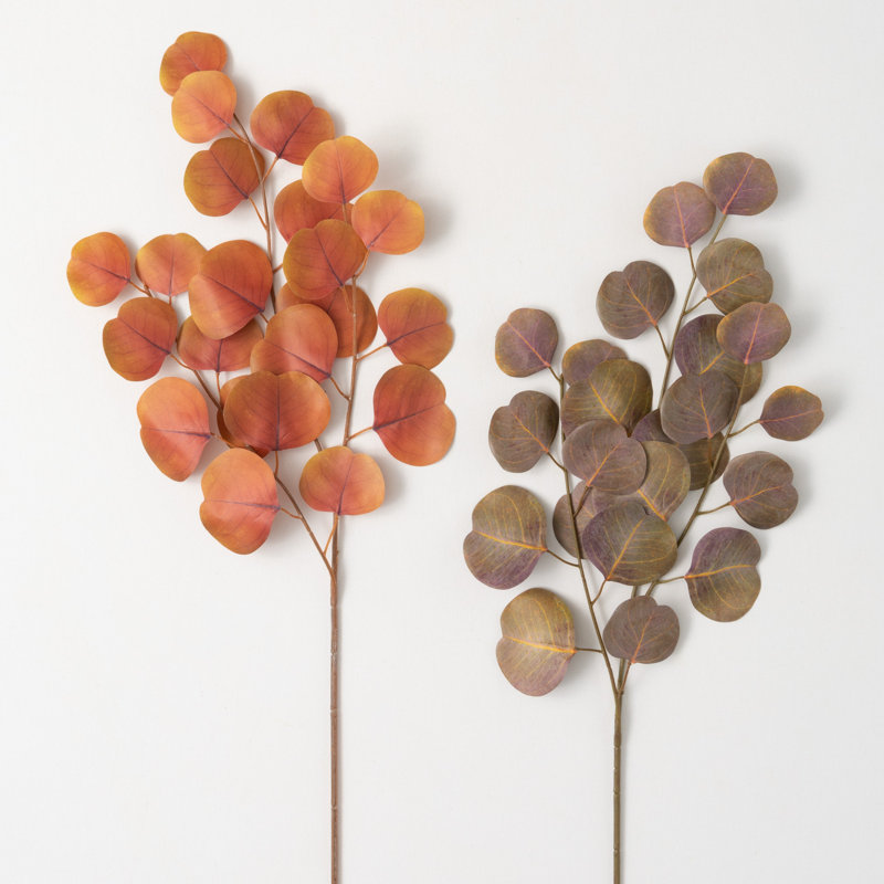 Riche pulvérisation d'eucalyptus de Sienne