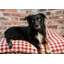 Lit pour chien Buffalo-56468084-56468088