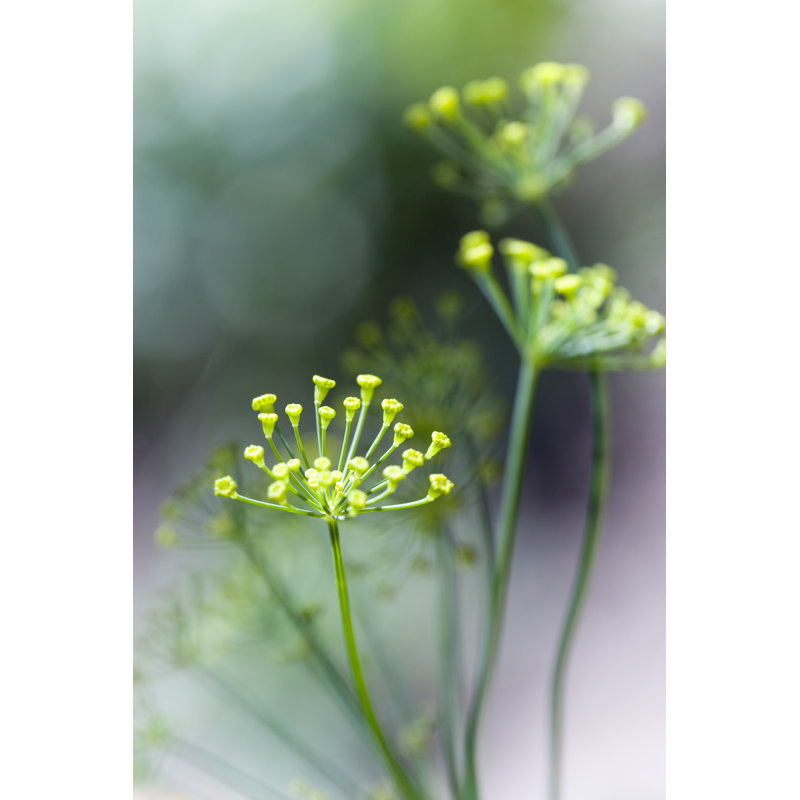 Plant detail, 46cm H x 30cm W