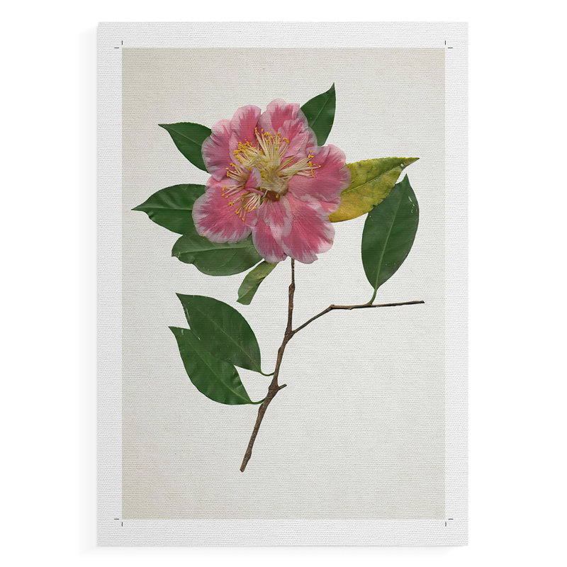 PressedCamelliaII - Impression sur toile seulement - NON CADRE, H 60 po x l 40 po