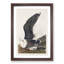 Black-Backed Gull by John James Audubon - Picture Frame Art Print-55512332-55512333