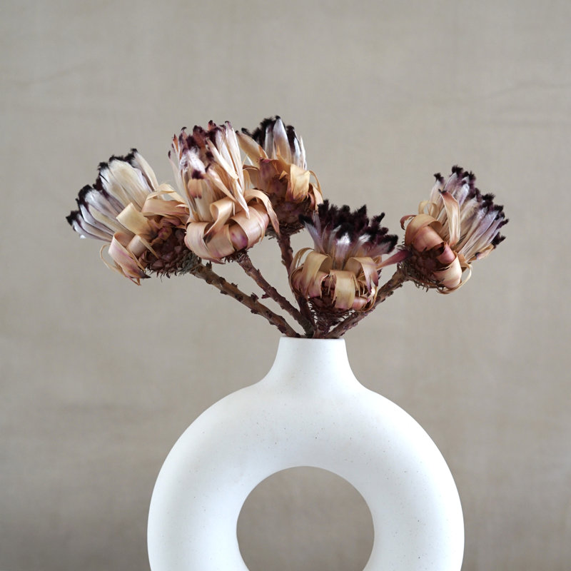 Dried Protea Nerifolia Buds