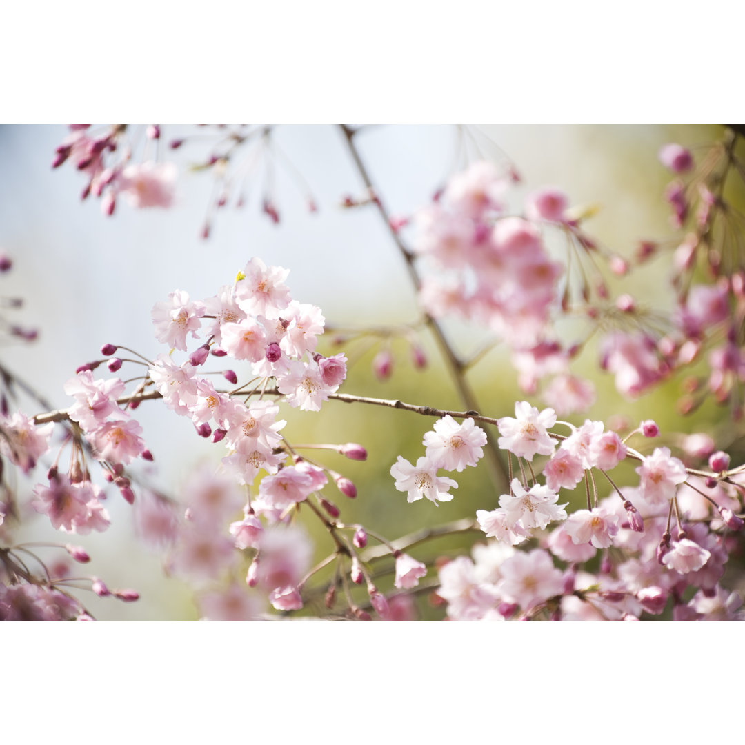 Kirschblüten von Ooyoo - Kunstdrucke auf Leinwand