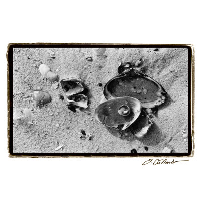 Sand Treasures II by Laura DeNardo - Wrapped Canvas Print