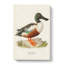Cinnamon Teal Duck by Von Wright - Wrapped Canvas-55371288