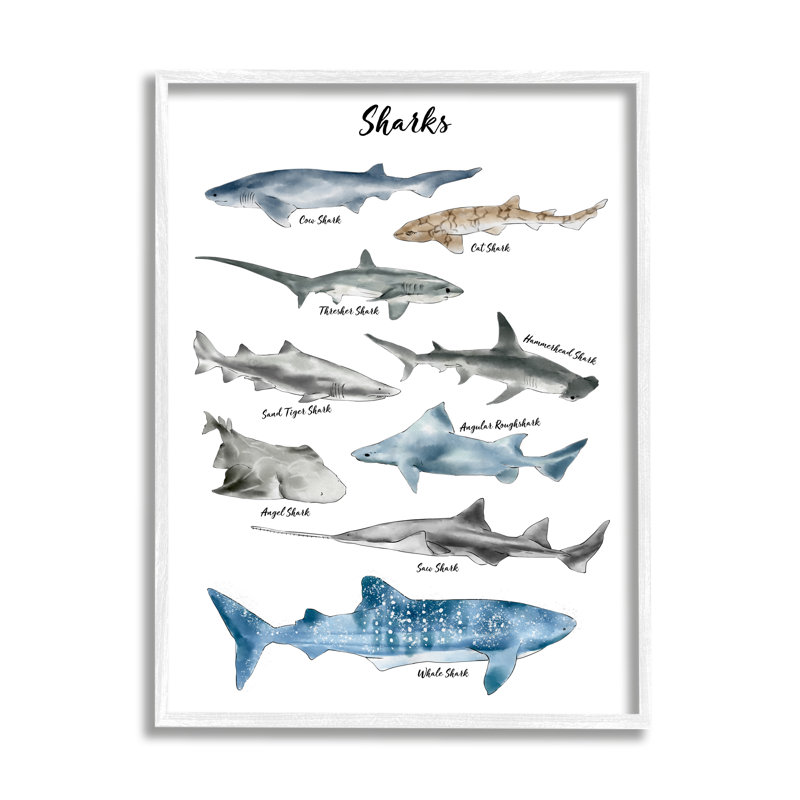 Nautical Shark Chart Watercolor Marine Animals by Ziwei Li - Graphic Art, 20" H x 16" W x 1.5" D, Coastal White Framed Giclee