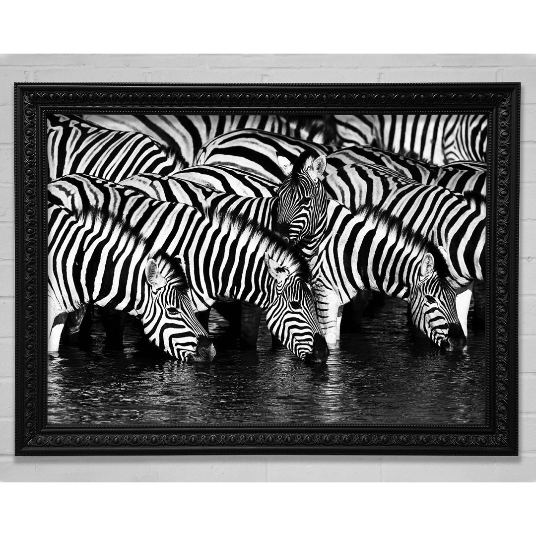 Zebra Drinking - Einzelner Bilderrahmen Kunstdrucke