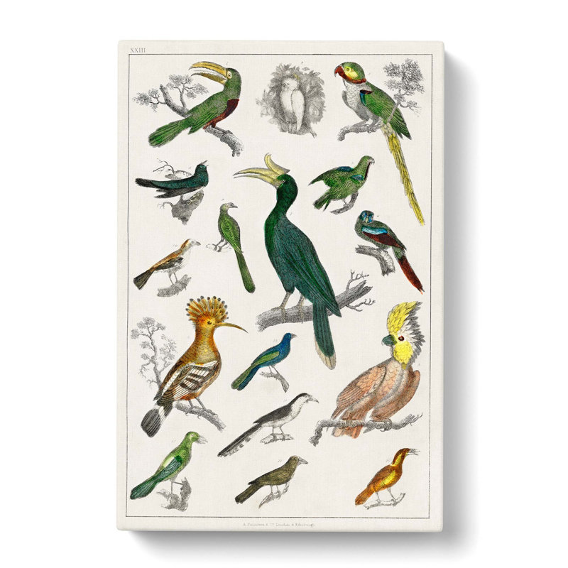 Collection Of Birds XXIII by Oliver Goldsmith - Wrapped Canvas Painting, 60cm H x 40cm W x 3cm D