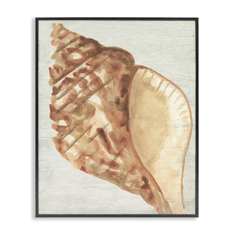  «Tan Conch Shell», estampe numérique de June Erica Vess encadrée, H 20 po x l 16 po, Giclée encadrée noir minuit