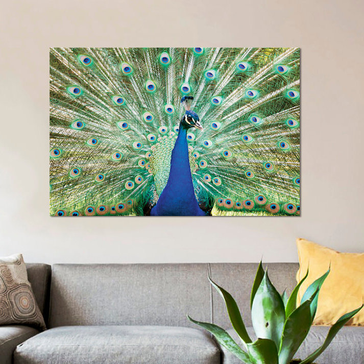« color peacock », reproduction de photo sur toile tendue, H 18 po x l 26 po x P 1,5 po, Toile avec cadre noir, Pas de tapis