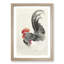 Rooster & Hen by Ohara Koson - Picture Frame Graphic Art Print-55610770-55610774