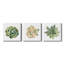 «Succulent Cameo III», ensemble de 3 toiles tendues-1414962208