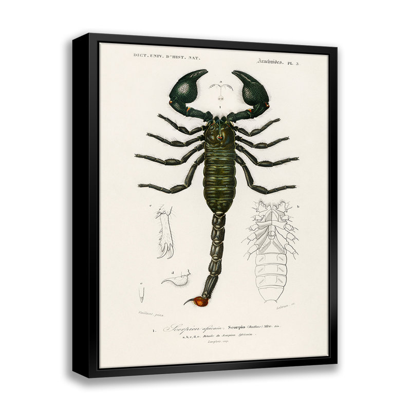 " The Emperor Scorpion " Graphic Art Print, 11" W x 14" H