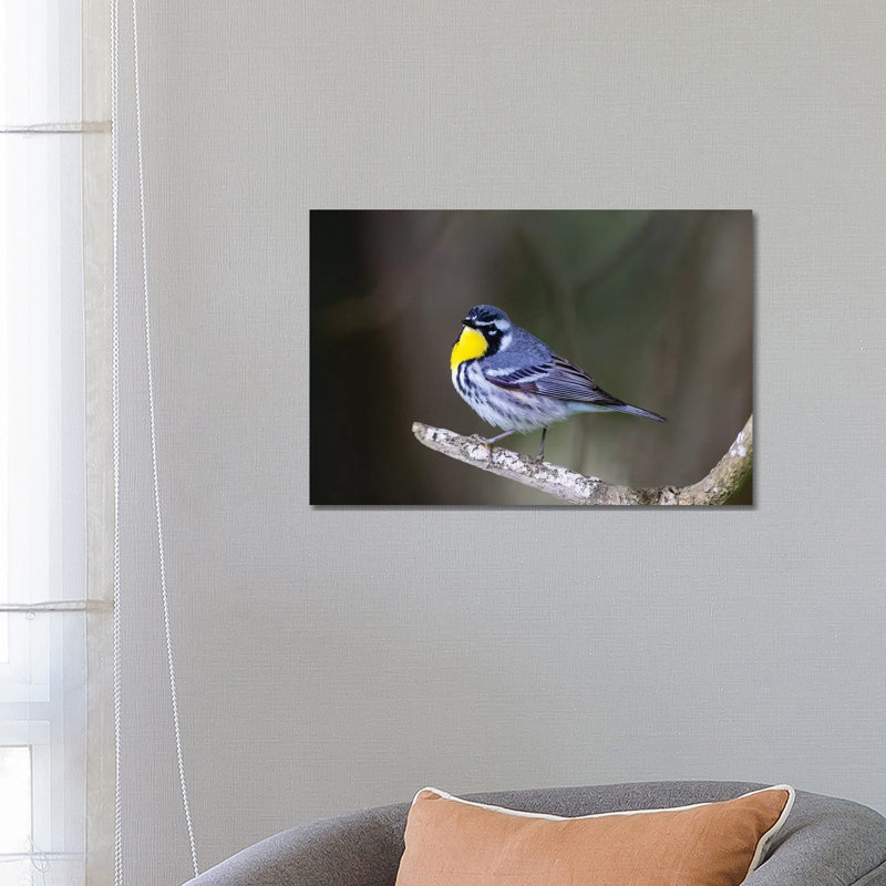 Yellow-Throated Warbler (Dendroica Dominica) Perched. 1 Piece Wrapped Canvas Wall Art, 66.04 cm H x 45.72 cm W x 3.175 cm D