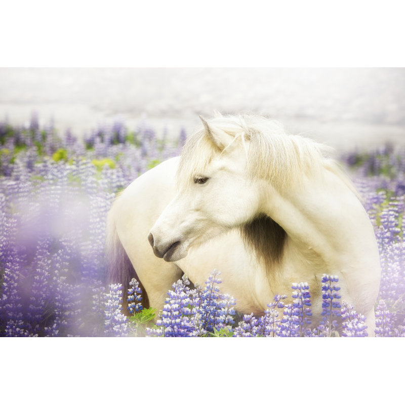 Horse in Lavender III by P.H. Burchett - Photograph, Black Floater Framed, 30cm H x 46cm W