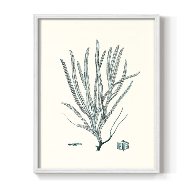 Antique Coastal Coral VII, reproduction encadrée - bois massif, Blanc, H 14 po x l 11 po