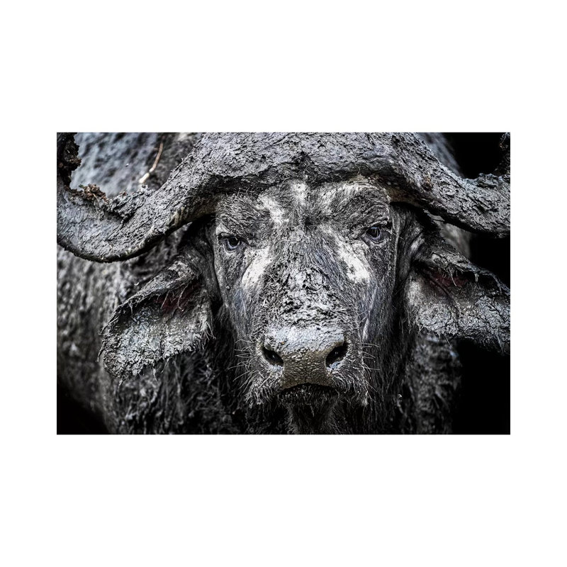 Closeup Muddy Cape Buffalo II 1 Piece Wall Art on Canvas, 45.72cm H x 66.04cm W x 1.91cm D, Wrapped Canvas