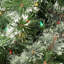 Arbres de noël
