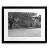 Trees In Golden Gate Park Print by Ben Swire