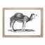 Arabian Camel In Black And White by George Shaw - Single Picture Frame Print-55545170-55545164