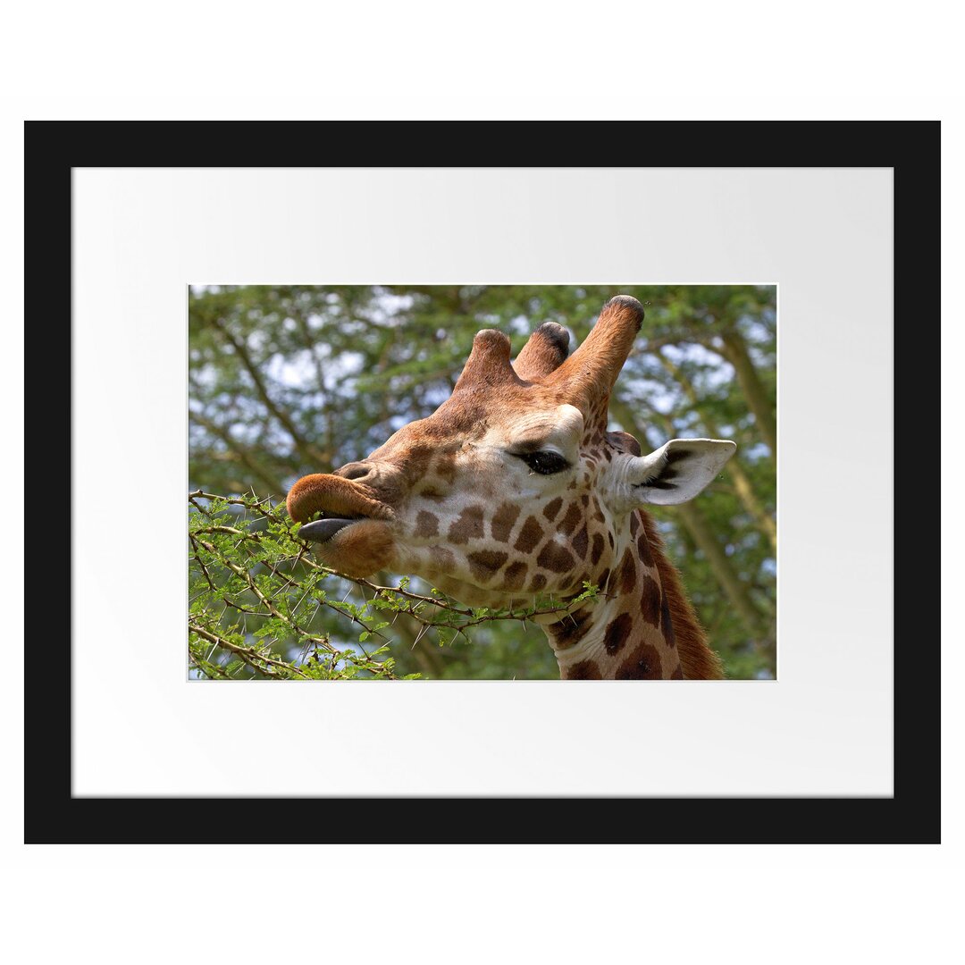 Gerahmtes Poster Niedliche Giraffe beim Fressen