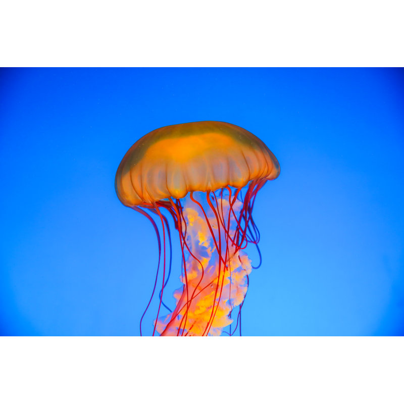 Jellyfish Floating In Sea by Xijian - Wrapped Canvas Print, 81cm H x 122cm W x 3.8cm D