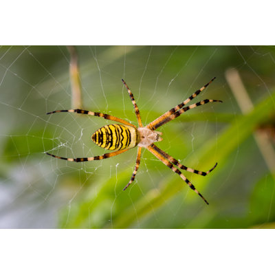 Spider On A Web by DenisVesely - Wrapped Canvas Print