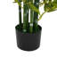 Ensemble de plantes Nadia-132797845-132797844