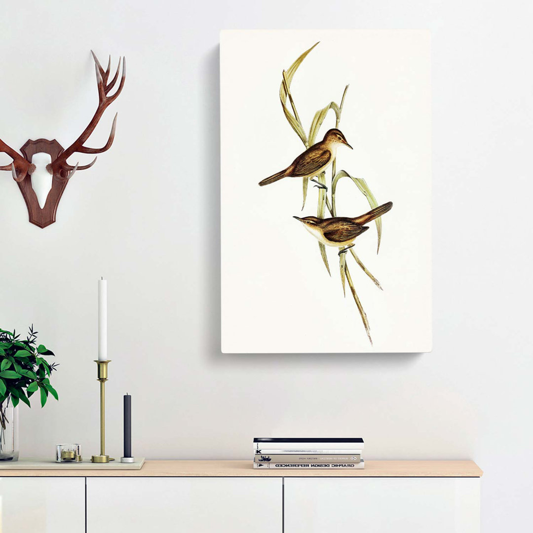 Long-Billed Reed Warbler by Elizabeth Gould - Wrapped Canvas