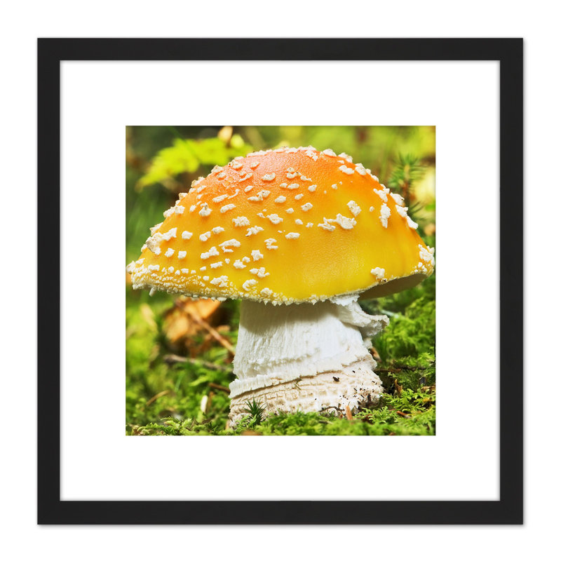 Bernie Fungus Mushroom Fly Agaric Amanita Muscaria 1 Piece Single Picture Frame Wall Art