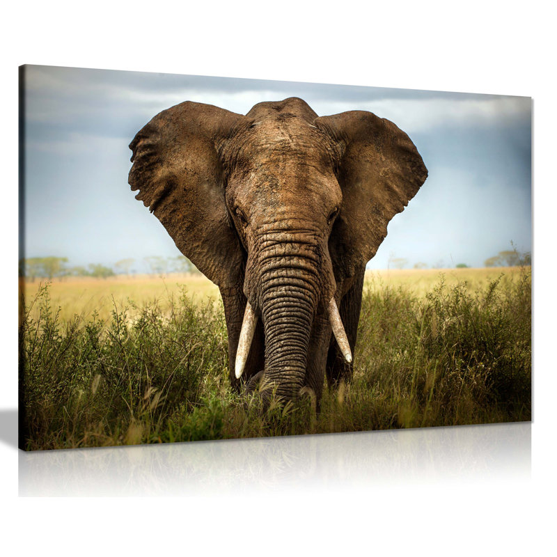 Elephant In Safari Close Up - Wrapped Canvas Print, 51cm H x 76cm W