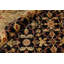 Wool Oriental Area Rug