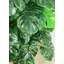 Faux botanique Monstera au fini vert, hauteur de 48 po