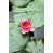 Black Floater Framed