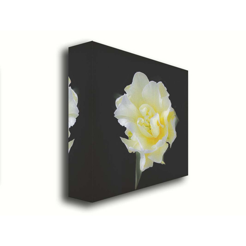 Tulipe blanche flottante par Hal Halli. Toile giclée sur toile tendue avec cadre flottant, H 40 po x l 40 po, Toile tendue