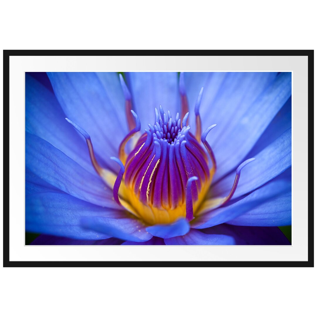 Wunderschöne exotische Blume Gerahmte Fotokunstdruck Poster