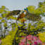 Piquet de jardin Shanquille